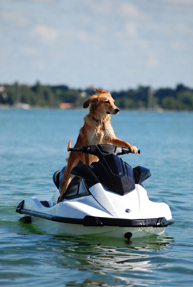 Jetdog Viral 3